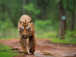Tadoba Tiger: 'ब्रम्हाला' खलास करणाऱ्या 'छोटा मटका'ला पुन्हा जंगलात सोडा! काय आहे वाद? ज्यामुळे वन्यजीवप्रेमी करतायत मागणी