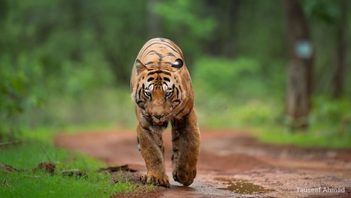 Tadoba Tiger: 'ब्रम्हाला' खलास करणाऱ्या 'छोटा मटका'ला पुन्हा जंगलात सोडा! काय आहे वाद? ज्यामुळे वन्यजीवप्रेमी करतायत मागणी
