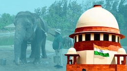 Madhuri Elephant Vantara: सुप्रीम कोर्टाचा वनताराला दिलासा, 'माधुरी हत्तीण' प्रकरणी क्लीन चिट