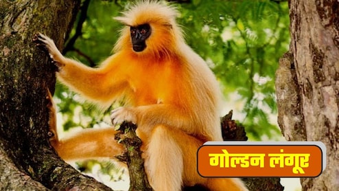 Golden Langur Story: मौसम की तरह रंग बदलने वाले सुनहरे लंगूरों को क्‍यों हैं इंसानों से एलर्जी?