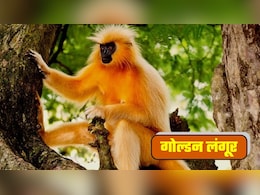 Golden Langur Story: मौसम की तरह रंग बदलने वाले सुनहरे लंगूरों को क्यों है इंसानों से एलर्जी? Golden Langur Story: मौसम की तरह रंग बदलने वाले सुनहरे लंगूरों को क्यों है इंसानों से एलर्जी?