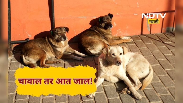 Stray dogs: भटक्या कुत्र्यांची आता खैर नाही, 2 वेळा चावला तर थेट 'जन्मठेपे'ची शिक्षा