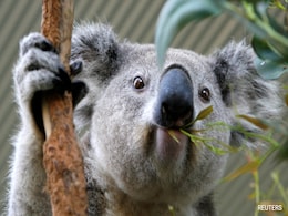 Australia Approves First Vaccine To Protect Koalas From Chlamydia Australia Approves First Vaccine To Protect Koalas From Chlamydia