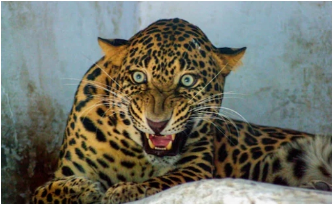 पुणे में शार्प शूटर्स के निशाने पर तेंदुए, दर्जन भर पकड़े गए, एक आदमखोर का 'एनकाउंटर'