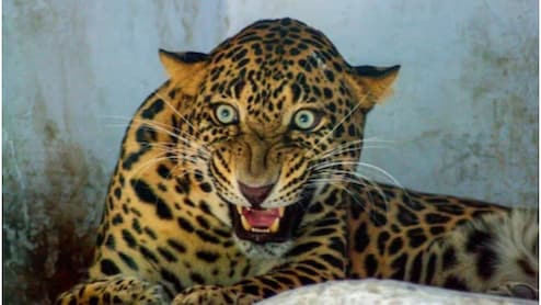 Rajasthan Leopard Attack: सिरोही में पहली बार लेपर्ड का इंसान पर हमला, 12 साल की बच्ची की मौत, गांव में दहशत
