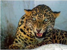 Rajasthan Leopard Attack: सिरोही में पहली बार लेपर्ड का इंसान पर हमला, 12 साल की बच्ची की मौत, गांव में दहशत Rajasthan Leopard Attack: सिरोही में पहली बार लेपर्ड का इंसान पर हमला, 12 साल की बच्ची की मौत, गांव में दहशत