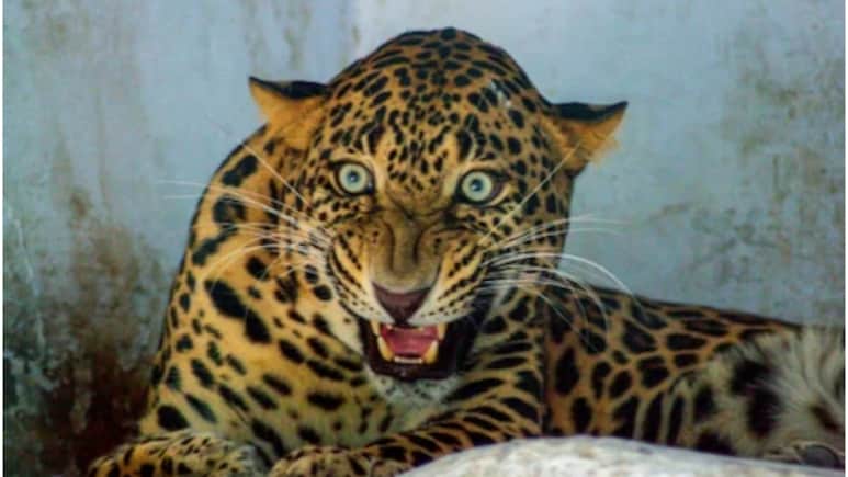 Rajasthan Leopard Attack: सिरोही में पहली बार लेपर्ड का इंसान पर हमला, 12 साल की बच्ची की मौत, गांव में दहशत Rajasthan Leopard Attack: सिरोही में पहली बार लेपर्ड का इंसान पर हमला, 12 साल की बच्ची की मौत, गांव में दहशत