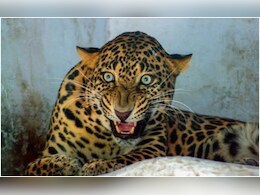 पुणे में शार्प शूटर्स के निशाने पर तेंदुए, दर्जन भर पकड़े गए, एक आदमखोर का 'एनकाउंटर'