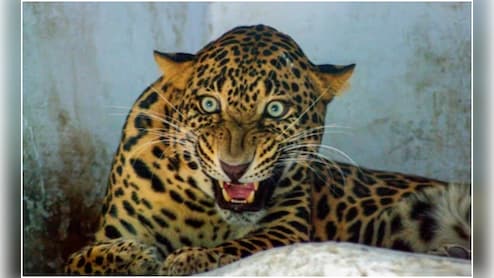 पुणे में शार्प शूटर्स के निशाने पर तेंदुए, दर्जन भर पकड़े गए, एक आदमखोर का 'एनकाउंटर'