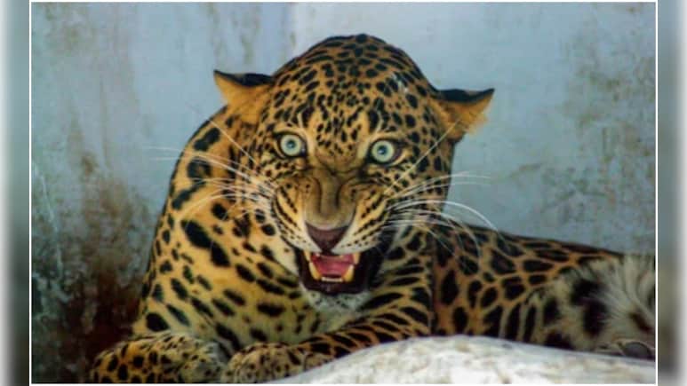 पुणे में शार्प शूटर्स के निशाने पर तेंदुए, दर्जन भर पकड़े गए, एक आदमखोर का 'एनकाउंटर'