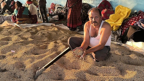 'Nothing In Pods': Crops Hit, Madhya Pradesh's Soybean Farmers Face Uncertain Future