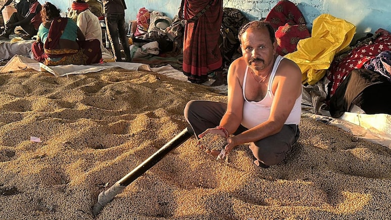 'Nothing In Pods': Crops Hit, Madhya Pradesh's Soybean Farmers Face Uncertain Future