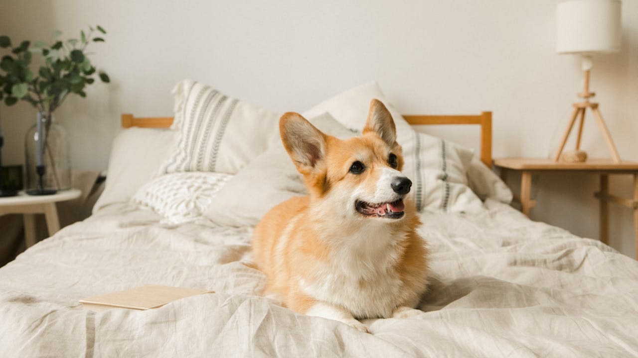 Here are some furnishings that can turn any basic bed into a luxe one