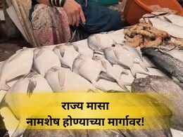 EXCLUSIVE: 'हा' मासा आता तुमच्या ताटात दिसणार नाही?, नामशेष होण्याच्या मार्गांवर आहे 'ही' प्रजाती