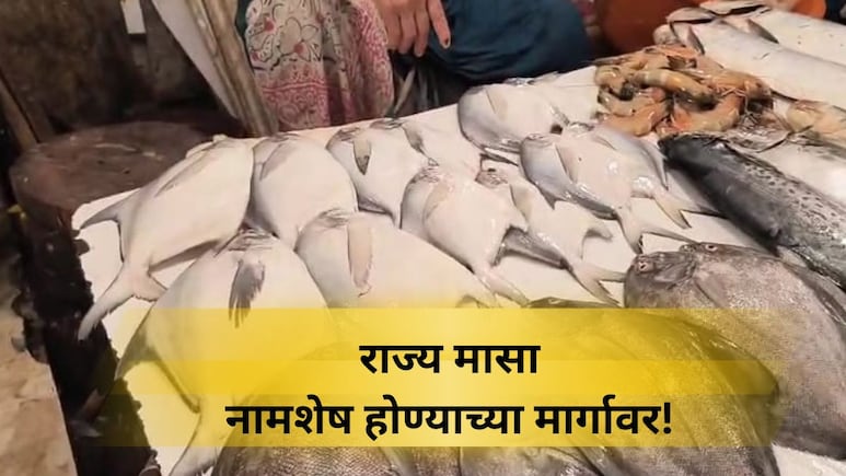 EXCLUSIVE: 'हा' मासा आता तुमच्या ताटात दिसणार नाही?, नामशेष होण्याच्या मार्गांवर आहे 'ही' प्रजाती