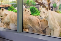 Supreme Court Clears Vantara Of All Allegations, Bars Future Proceedings Supreme Court Clears Vantara Of All Allegations, Bars Future Proceedings