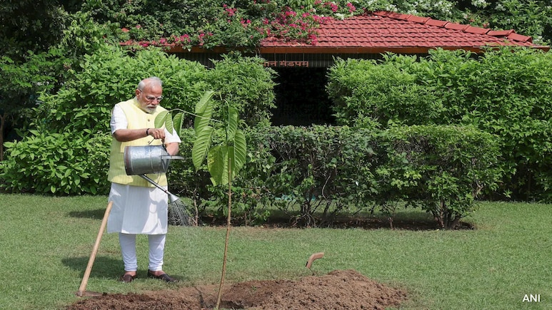 PM Modi Plants Kadamb Sapling Gifted By King Charles At His Residence PM Modi Plants Kadamb Sapling Gifted By King Charles At His Residence