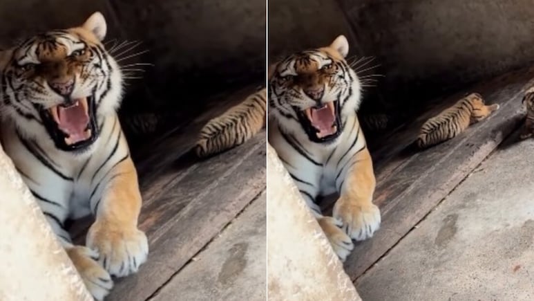 बच्चों के साथ बैठी बाघिन का Video बना रहा था शख्स, देखते ही गुस्से से गुर्राई, नहीं हटा तो कर दिया अटैक