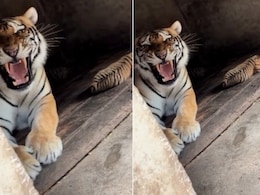 बच्चों के साथ बैठी बाघिन का Video बना रहा था शख्स, देखते ही गुस्से से गुर्राई, नहीं हटा तो कर दिया अटैक बच्चों के साथ बैठी बाघिन का Video बना रहा था शख्स, देखते ही गुस्से से गुर्राई, नहीं हटा तो कर दिया अटैक