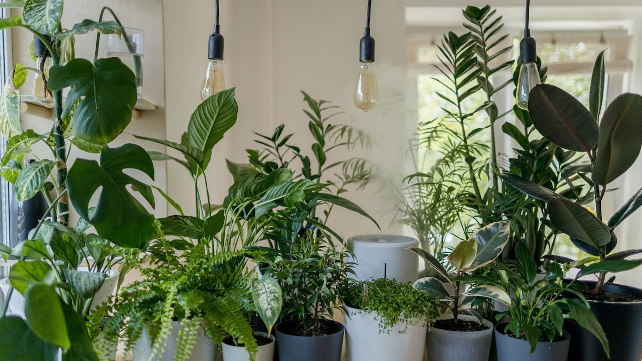 Top Indoor Plants On Flipkart Big Billion Days Curtain Raiser Offers