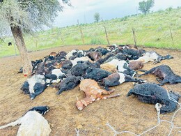 Rajasthan: आकाशीय बिजली से 100 से ज्यादा मवेशियों की मौत, बीकानेर में मचा हड़कंप