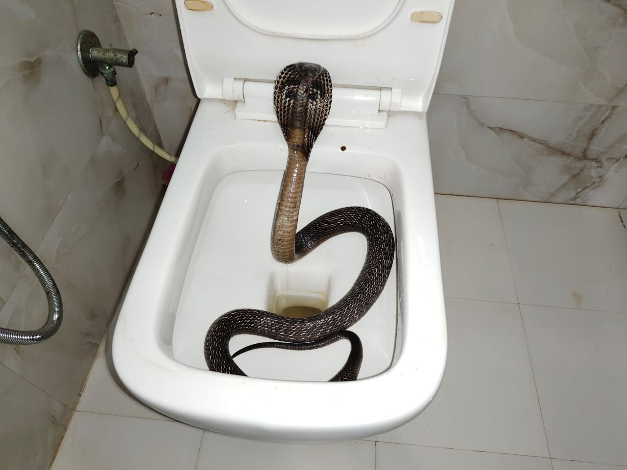 वॉशरूम के कमोड से निकला 5 फीट का जहरीला कोबरा, परिवार में मचा हड़कंप