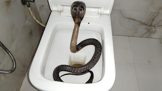वॉशरूम के कमोड से निकला 5 फीट का जहरीला कोबरा, परिवार में मचा हड़कंप