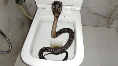 वॉशरूम के कमोड से निकला 5 फीट का जहरीला कोबरा, परिवार में मचा हड़कंप