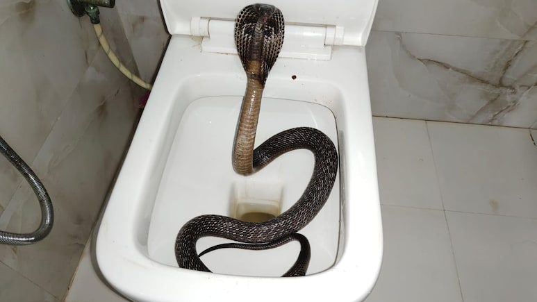वॉशरूम के कमोड से निकला 5 फीट का जहरीला कोबरा, परिवार में मचा हड़कंप