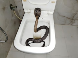 वॉशरूम के कमोड से निकला 5 फीट का जहरीला कोबरा, परिवार में मचा हड़कंप वॉशरूम के कमोड से निकला 5 फीट का जहरीला कोबरा, परिवार में मचा हड़कंप