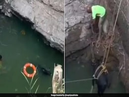 Bureaucrat Applauds Trichy Forest Team For Safely Rescuing Juvenile Gaur From Waterbody: "Well Done" Bureaucrat Applauds Trichy Forest Team For Safely Rescuing Juvenile Gaur From Waterbody: "Well Done"