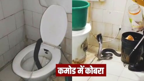 Kota News: बाथरूम गया था डॉक्टर, तभी कमोड से प्रकट हुए नाग देवता, VIDEO वायरल