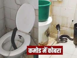 Kota News: बाथरूम गया था डॉक्टर, तभी कमोड से निकला भयानक कोबरा, देखें खौफनाक VIDEO Kota News: बाथरूम गया था डॉक्टर, तभी कमोड से निकला भयानक कोबरा, देखें खौफनाक VIDEO