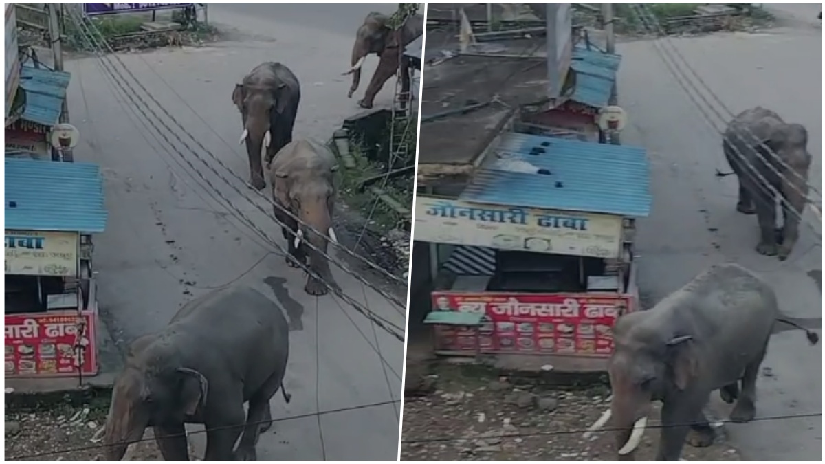 VIDEO: हाथियों को हरिद्वार के रिहायशी इलाके में देख अटकी लोगों की सांसे, रास्ते में ही थम गई गाड़ियां