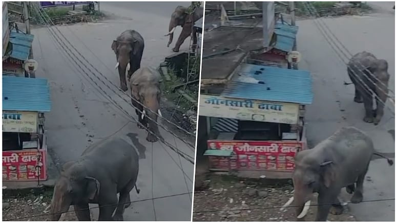 VIDEO: हाथियों को हरिद्वार के रिहायशी इलाके में देख अटकी लोगों की सांसे, रास्ते में ही थम गई गाड़ियां