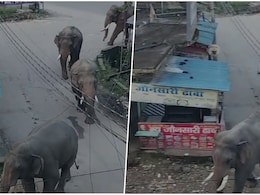 VIDEO: हाथियों को हरिद्वार के रिहायशी इलाके में देख अटकी लोगों की सांसे, रास्ते में ही थम गई गाड़ियां VIDEO: हाथियों को हरिद्वार के रिहायशी इलाके में देख अटकी लोगों की सांसे, रास्ते में ही थम गई गाड़ियां