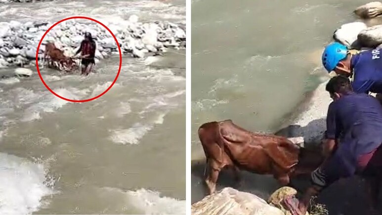 यमुना की तेज धारा में फंसी गाय... जान हथेली पर रखकर जांबाजों ने बचाया, दिल छू लेगा ये वीडियो