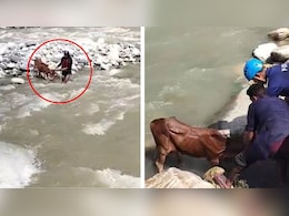 यमुना की तेज धारा में फंसी गाय... जान हथेली पर रखकर जांबाजों ने बचाया, दिल छू लेगा ये वीडियो यमुना की तेज धारा में फंसी गाय... जान हथेली पर रखकर जांबाजों ने बचाया, दिल छू लेगा ये वीडियो