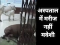 लापरवाही ऐसी कि अस्पताल बना गौशाला, भगवान भरोसे स्वास्थ्य केंद्र की व्यवस्था