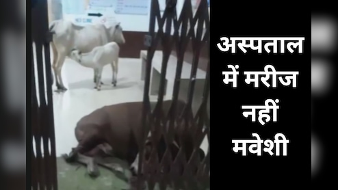 लापरवाही ऐसी कि अस्पताल बना गौशाला, भगवान भरोसे स्वास्थ्य केंद्र की व्यवस्था
