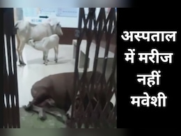 लापरवाही ऐसी कि अस्पताल बना गौशाला, भगवान भरोसे स्वास्थ्य केंद्र की व्यवस्था लापरवाही ऐसी कि अस्पताल बना गौशाला, भगवान भरोसे स्वास्थ्य केंद्र की व्यवस्था