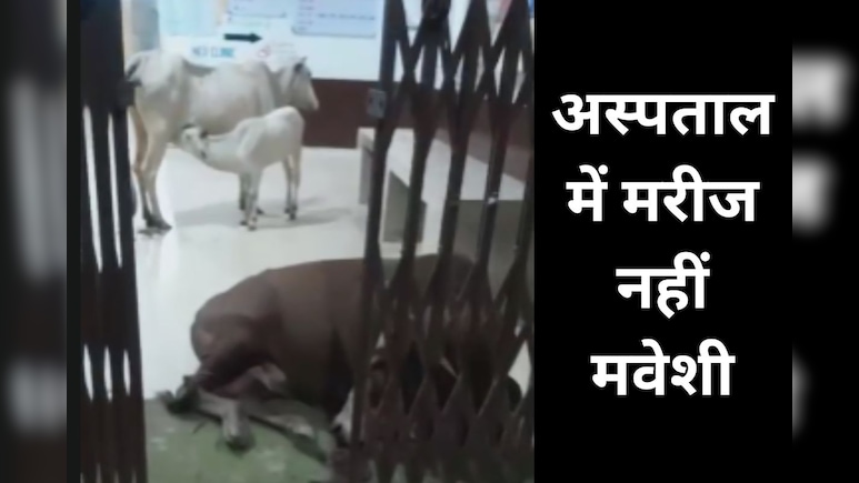 लापरवाही ऐसी कि अस्पताल बना गौशाला, भगवान भरोसे स्वास्थ्य केंद्र की व्यवस्था लापरवाही ऐसी कि अस्पताल बना गौशाला, भगवान भरोसे स्वास्थ्य केंद्र की व्यवस्था