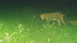 सरिस्का में&nbsp;बफर जोन में करणी माता मंदिर के पास बाघिन ने दिया शावकों को जन्म, मेले की वजह से&nbsp;सरिस्का प्रशासन की चिंता बढ़ी&nbsp;