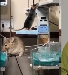 365cseqg myhrats attack on MYH अस्पताल में नवजातों के शरीर कुतरे जाने पर सरकार पर हमलावर हुई कांग्रेस, बोलीं- बच्चों को पहला स्पर्श सुरक्षा का, लेकिन...' | Indore Newborn Rat Bite ...