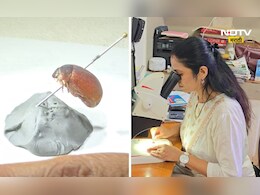 Pune News: पुण्यात भुंग्याची नवी प्रजाती सापडली, नाव ही ठरलं, वाचा सविस्तर