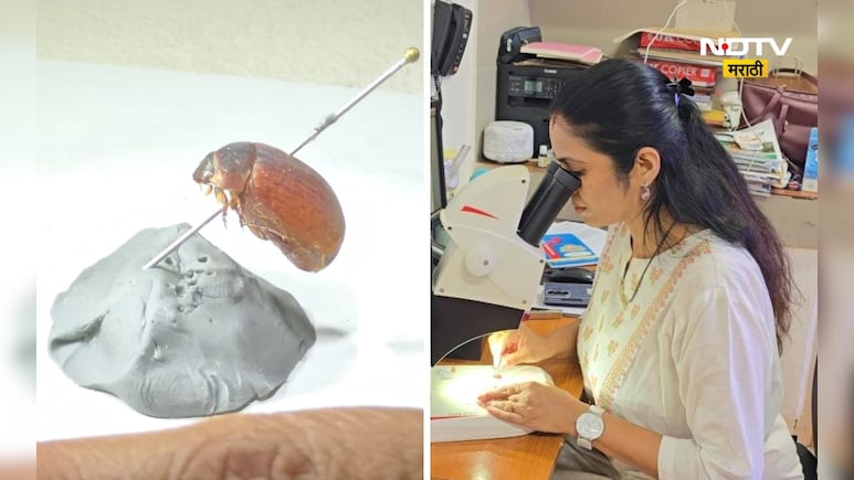 Pune News: पुण्यात भुंग्याची नवी प्रजाती सापडली, नाव ही ठरलं, वाचा सविस्तर Pune News: पुण्यात भुंग्याची नवी प्रजाती सापडली, नाव ही ठरलं, वाचा सविस्तर