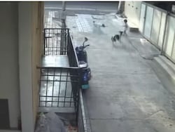 On Camera, Little Girl Attacked, Dragged By 4 Stray Dogs In Pune