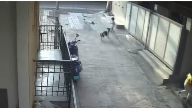 On Camera, Little Girl Attacked, Dragged By 4 Stray Dogs In Pune