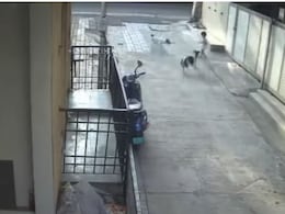 On Camera, Little Girl Attacked, Dragged By 4 Stray Dogs In Pune On Camera, Little Girl Attacked, Dragged By 4 Stray Dogs In Pune
