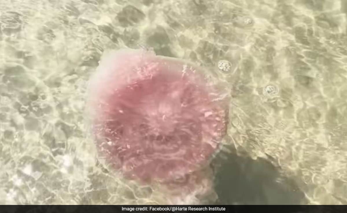 Rare 'Pink Meanie' Jellyfish Wash Up on Texas Coast
